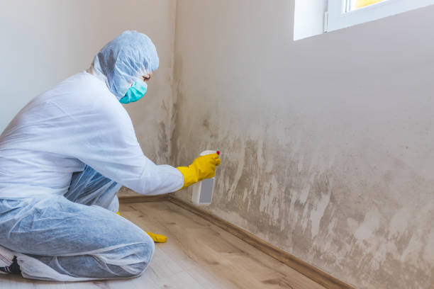 Best Commercial Mold Remediation in Saugatuck, CT